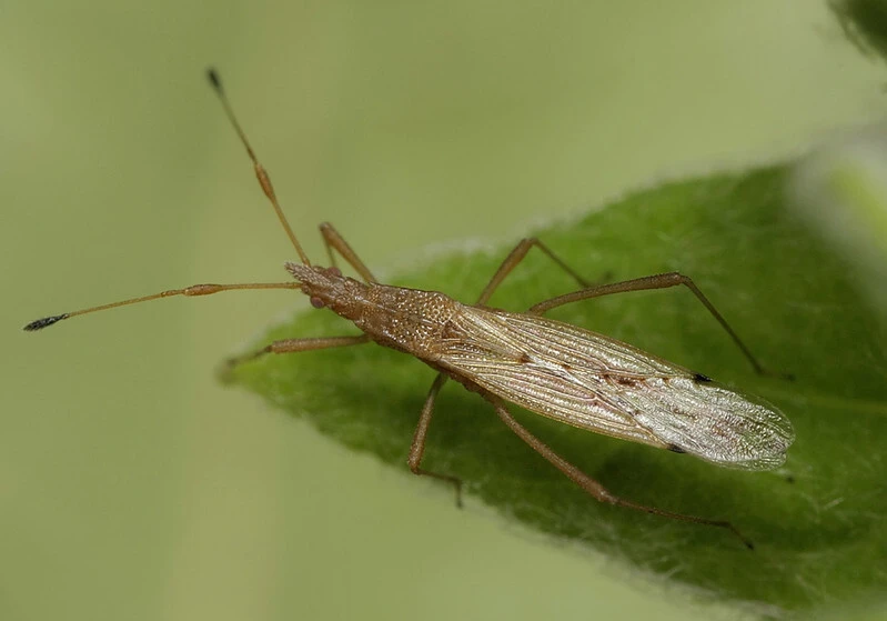 Berytinus signoreti