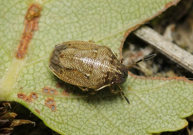 Neottiglossa pusilla - feketehasú címerespoloska
