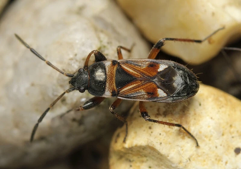 Raglius alboacuminatus - tarka díszesbodobács