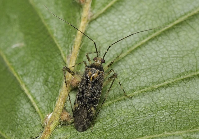 Phytocoris