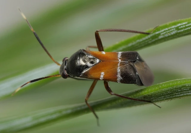 Pilophorus cinnamopterus Pilophorus cinnamopterus