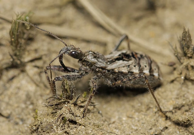 Coranus subapterus - alföldi rablópoloska