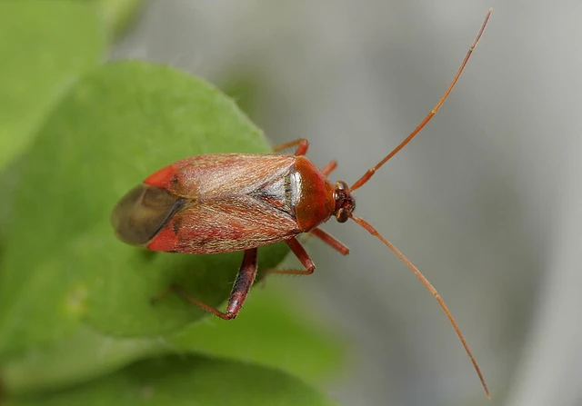 Adelphocoris ticinensis