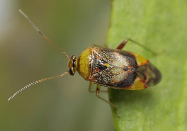Pinalitus viscicola