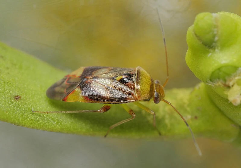 Pinalitus viscicola