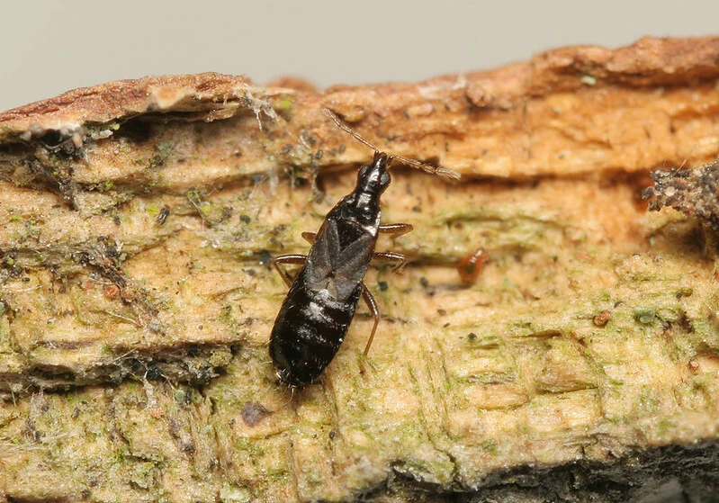 Xylocoridea brevipennis