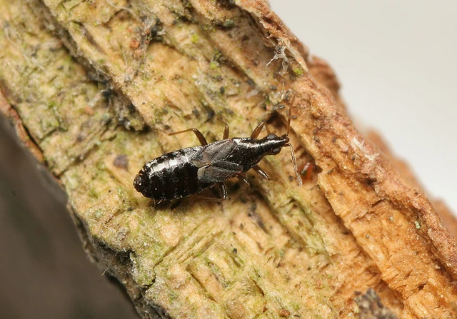Xylocoridea brevipennis Xylocoridea brevipennis