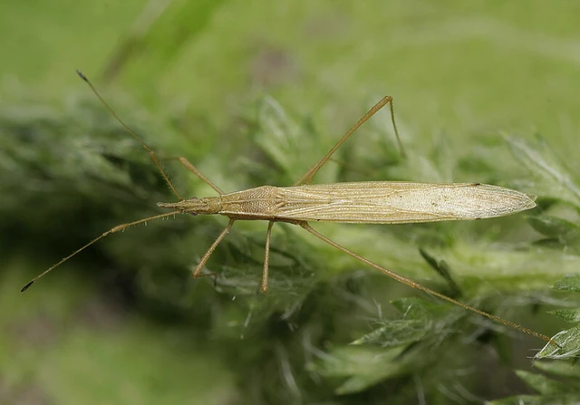 Berytinus hirticornis - szőröscsápú szúnyogpoloska