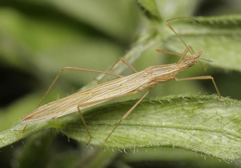 Berytinus hirticornis - szőröscsápú szúnyogpoloska
