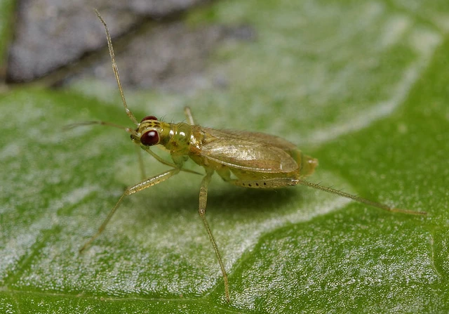 Dicyphus stachydis