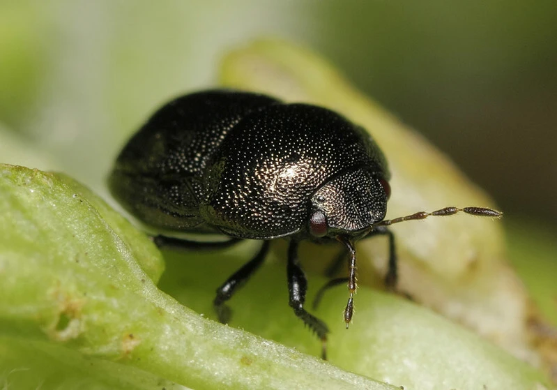 Thyreocoris scarabaeoides - fémes földipoloska