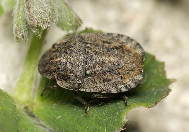 Sciocoris cursitans - közönséges laposfejű-poloska Sciocoris cursitans - közönséges laposfejű-poloska