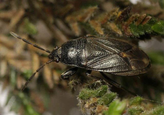 Megalonotus dilatatus