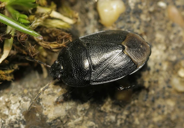 Sehirus luctuosus - világosfarú földipoloska Sehirus luctuosus - világosfarú földipoloska