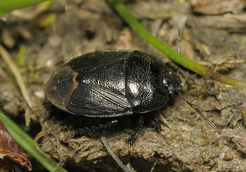 Sehirus luctuosus - világosfarú földipoloska