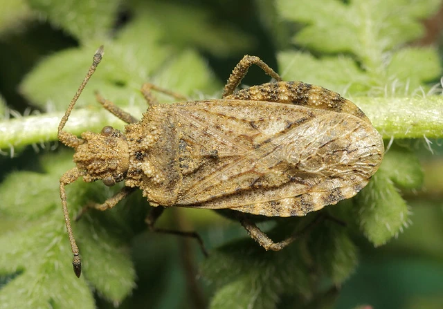 Arenocoris fallenii - alföldi karimáspoloska
