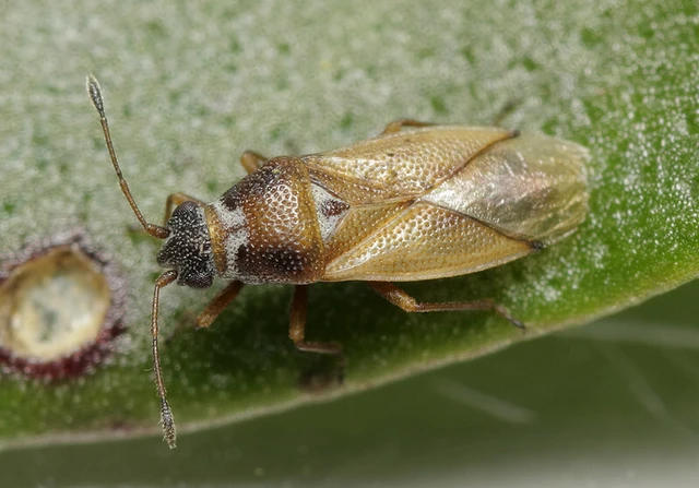 Cymus melanocephalus - feketefejű rétibodobács Cymus melanocephalus - feketefejű rétibodobács