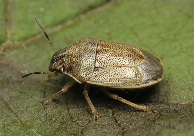 Neottiglossa pusilla - feketehasú címerespoloska Neottiglossa pusilla - feketehasú címerespoloska