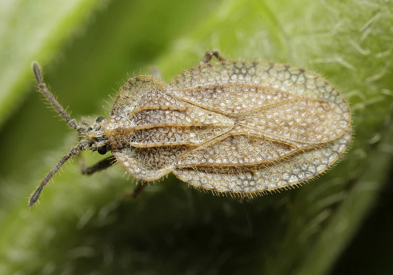 Tingis reticulata - szőrösszegélyű csipkéspoloska