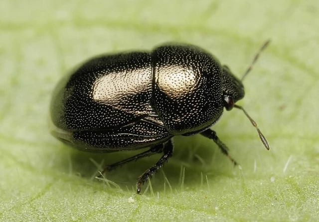 Thyreocoris scarabaeoides - fémes földipoloska