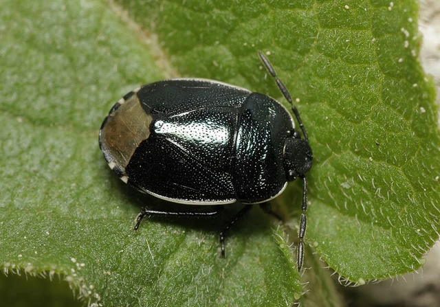 Canthophorus impressus