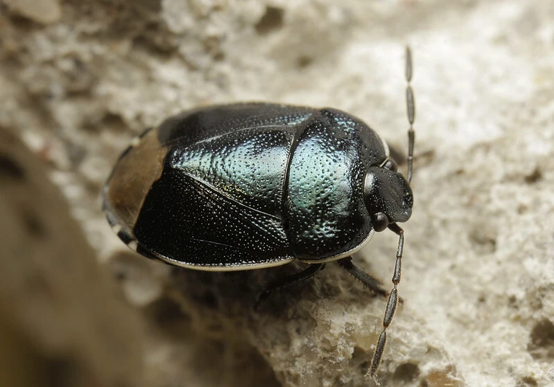 Canthophorus impressus