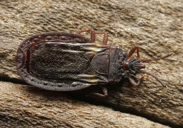 Aneurus laevis - kurtapajzsú sima-kéregpoloska