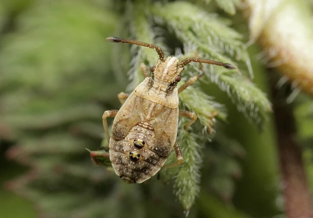Arenocoris fallenii - alföldi karimáspoloska
