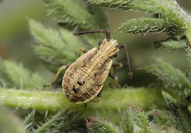 Arenocoris fallenii - alföldi karimáspoloska