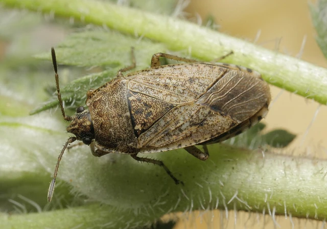 Emblethis denticollis
