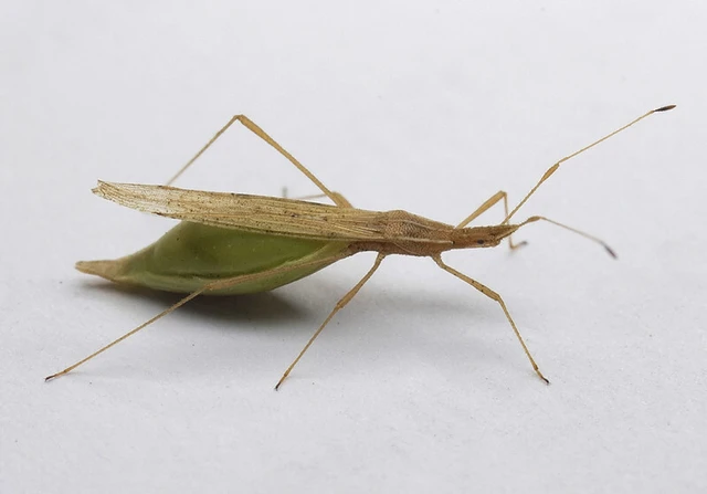 Berytinus hirticornis - szőröscsápú szúnyogpoloska