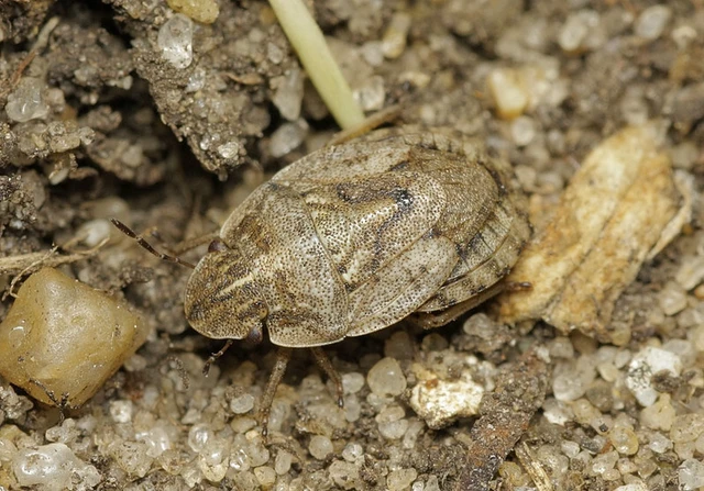 Sciocoris cursitans - közönséges laposfejű-poloska Sciocoris cursitans - közönséges laposfejű-poloska