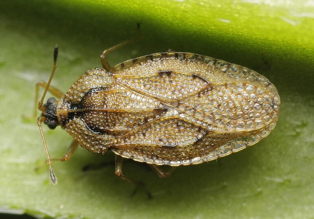 Dictyla convergens