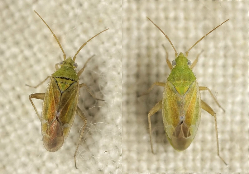 Tinicephalus hortulanus