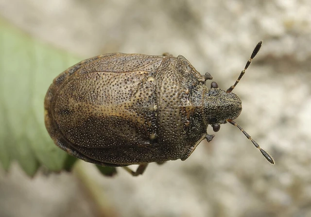 Podops inunctus - szarvas pajzsospoloska Podops inunctus - szarvas pajzsospoloska