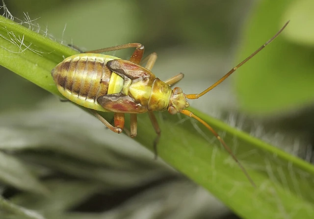 Calocoris roseomaculatus