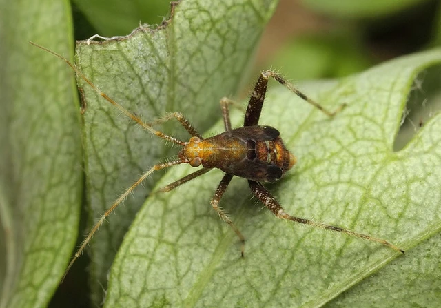 Phytocoris ulmi - szilfapoloska