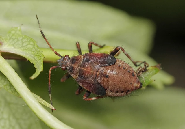 Deraeocoris olivaceus