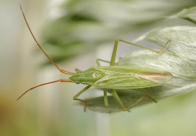Trigonotylus ruficornis - vöröscsápú mezeipoloska (Állathatározó)