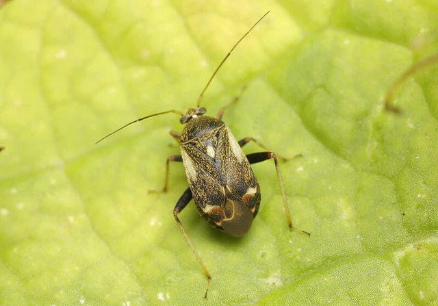 Polymerus palustris