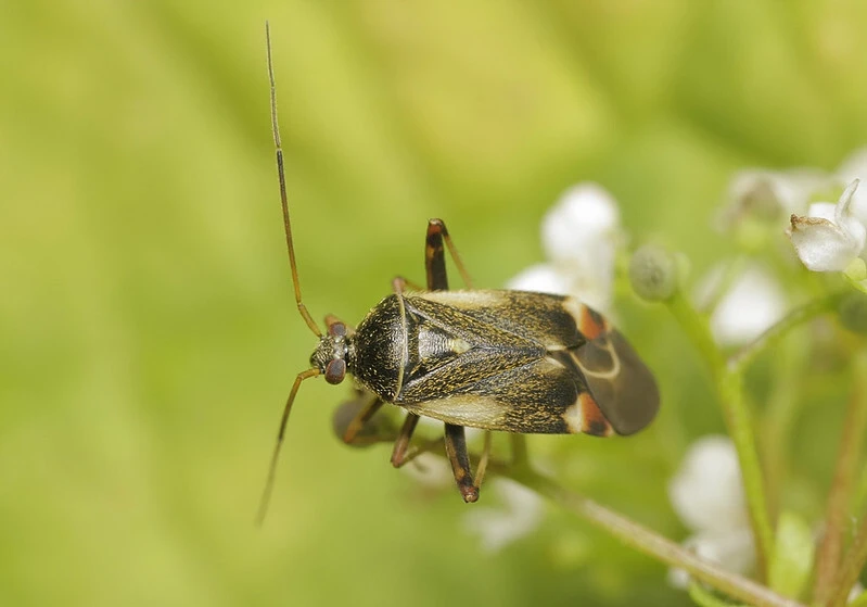 Polymerus palustris