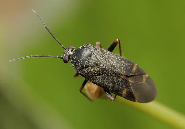 Psallus betuleti - nyírfapoloska Psallus betuleti - nyírfapoloska