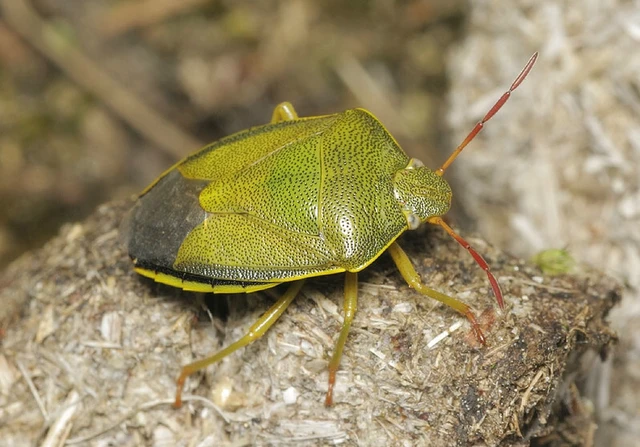 Piezodorus lituratus - bíboros címerespoloska Piezodorus lituratus - bíboros címerespoloska