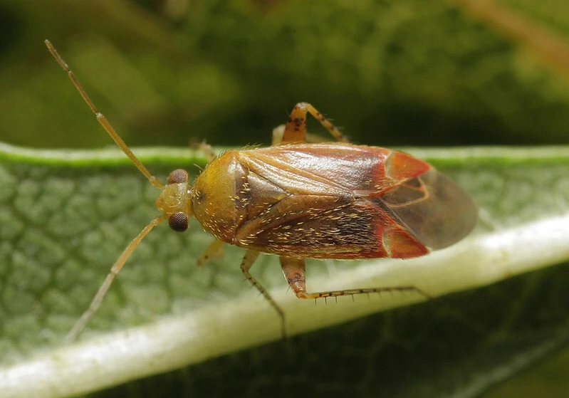 Psallus flavellus