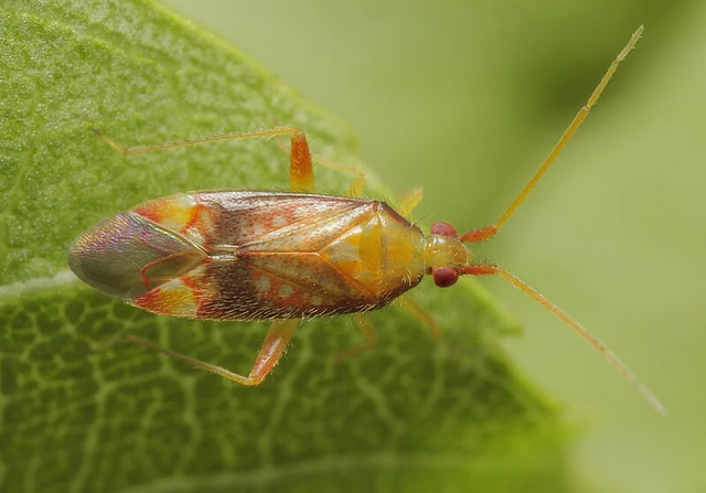Pseudoloxops coccineus Pseudoloxops coccineus