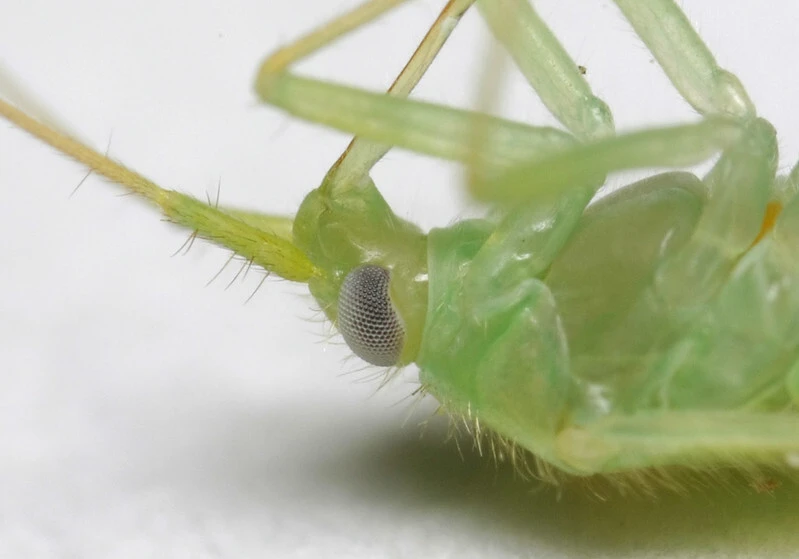 Orthotylus viridinervis