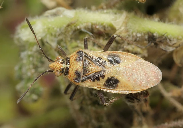 Corizus hyoscyami - piros karimáspoloska