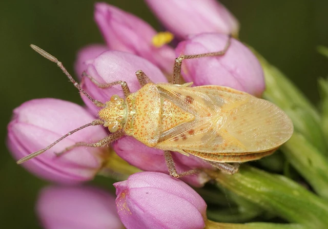 Corizus hyoscyami - piros karimáspoloska