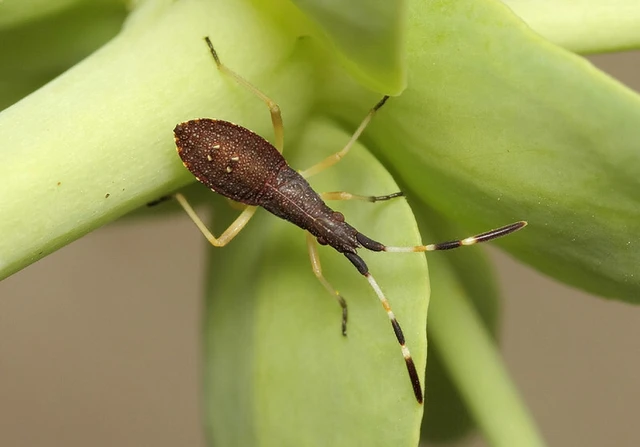 Dicranocephalus agilis - gyűrűscsápú karimáspoloska