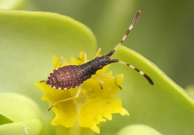 Dicranocephalus agilis - gyűrűscsápú karimáspoloska
